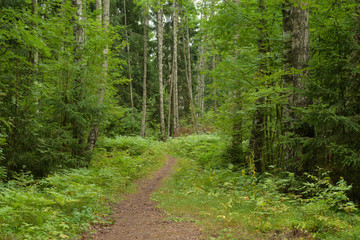 Pathway in deciduous forest at summer day.