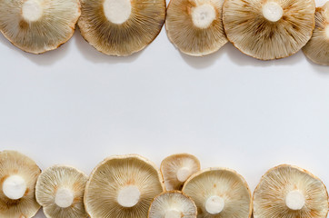 autumn Photo of Lactarius vellereus on the white back