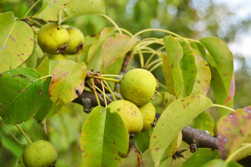 fresh yellow pears on a tree in the garden. Autumn harvest. Garden and vegetable garden. Gardening. agriculture. Healthy fruits and vegetables