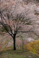 吉野山のシロヤマザクラ、吉野の山桜