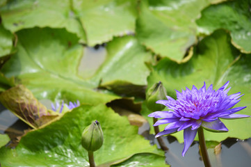 A pretty purple lotus in a big pool