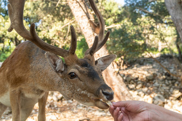 A human hand feeding majestic powerful young red deer stag in nature