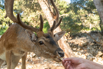 Naklejka na ściany i meble A human hand feeding majestic powerful young red deer stag in nature