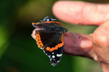 Red Admiral Butterfly