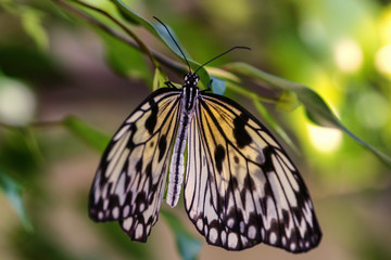 Fototapeta na wymiar Tree nymph/paper kite butterfly