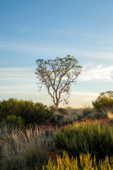 Lone tree at sunrise, Uluru-Kata Tjuta National Park, NT, Australia