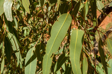 Eucalyptus tree and leaves at base of Uluru Ayers Rock Northern Territory