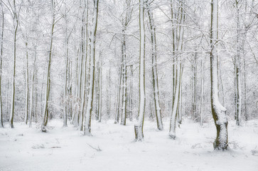 Winter forest covered with snow