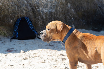 Beach Patrol