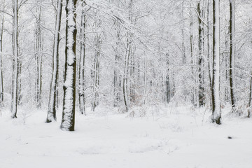 Naklejka premium Winter forest covered with snow