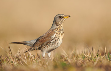 Wild thrush (Turdus pilaris) close up