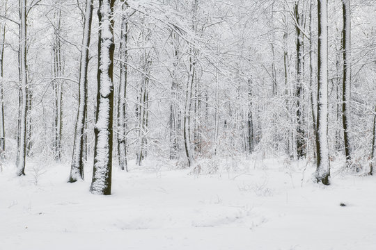 Winter forest covered with snow