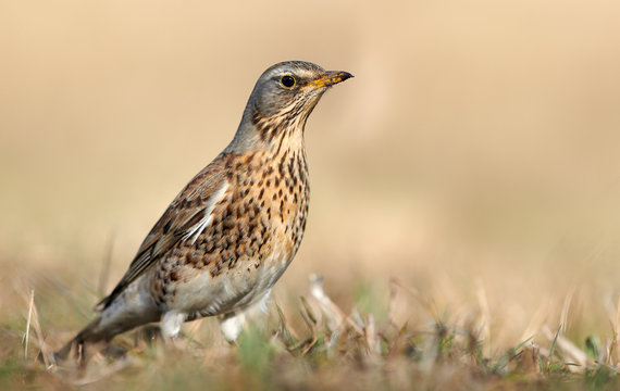 Wild thrush (Turdus pilaris) close up