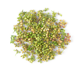fresh coriander seeds isolated on white background. top view