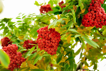 red ripe mountain ash on autumn branches