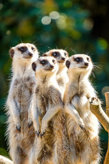 Family portrait of meerkats looking for predators
