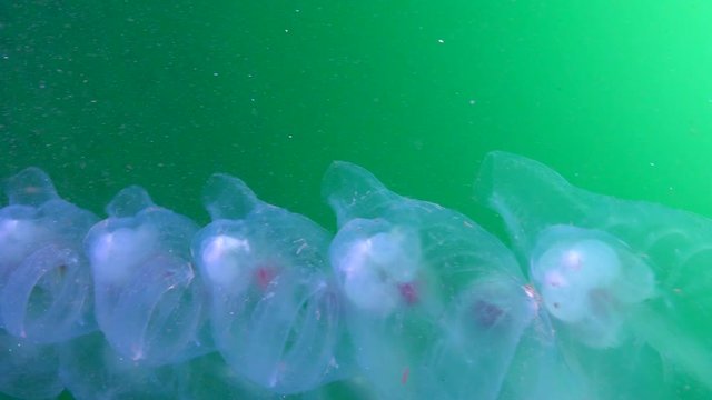Pan: High angle view of transparent salps swimming in chain form undersea - Monterey, California
