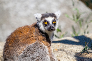 Lemur sitting on rock