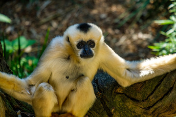 Albino gibbon in zoo