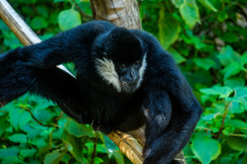 Tamarind monkey sitting in a tree closeup
