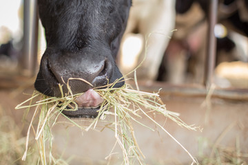 Close up of Cow are eating grass on the farm