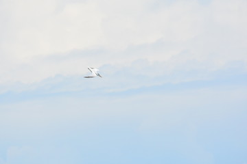Obraz premium Birds, Waves and fishing a Day on the Beach