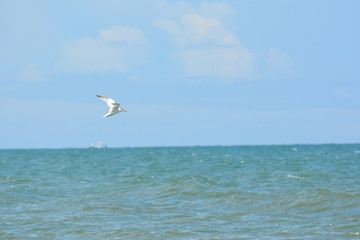 Birds, Waves and fishing a Day on the Beach