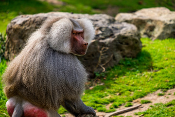 Fototapeta premium Male baboon sitting along in zoo