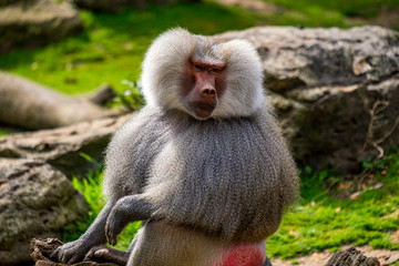Naklejka premium Male baboon sitting along in zoo