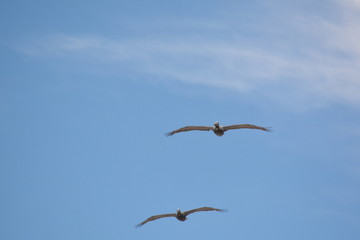 Birds, Waves and fishing a Day on the Beach