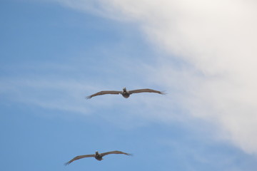Birds, Waves and fishing a Day on the Beach