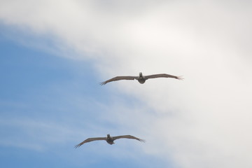 Birds, Waves and fishing a Day on the Beach