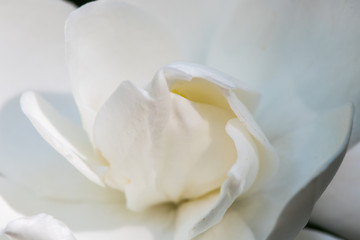 Close Up of Gardenia Petals