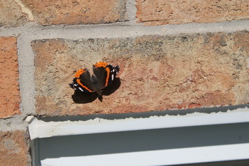 Red Admiral Butterfly, Nymphalidae on brick wall