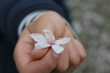 Hand holding Blossom petals