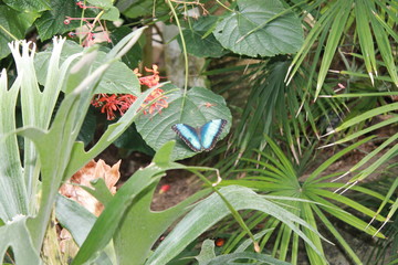 Blue Butterfly on Plants