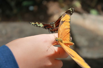 Two Butterflies close-up on hand