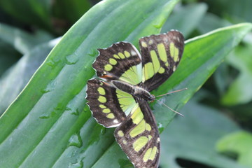 Top view green brown Butterfly close-up on leaf