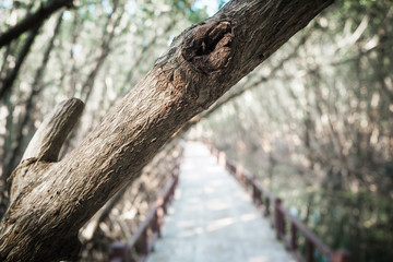 Wood floor with Bridge in the forest in mangrove forest