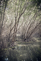 mangrove forest nature environmetn in Asia Thailand  green area for protection seashore.