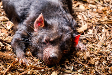 Closeup of Tasmanian Devil's face while laying down