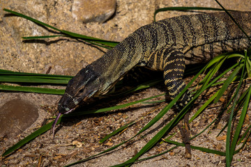 Large goanna walking around enclosure in zoo