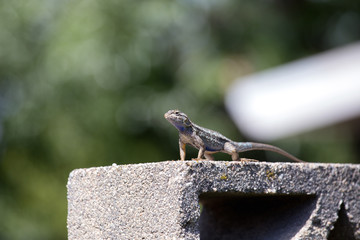 Western Fence Lizard