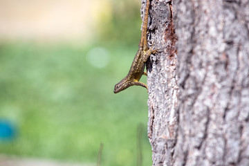 Western Fence Lizard