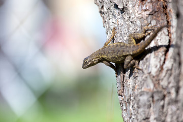 Western Fence Lizard
