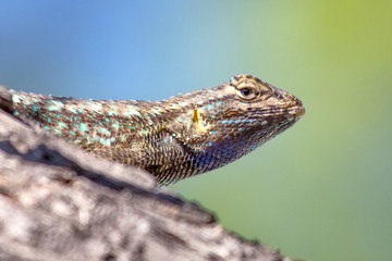 Western Fence Lizard