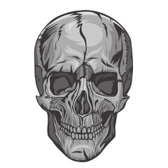 Skull isolated on a white background. Vector graphics.