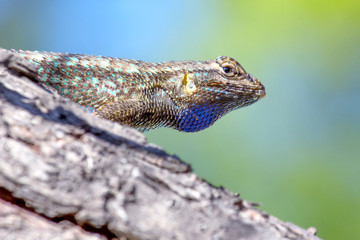 Western Fence Lizard