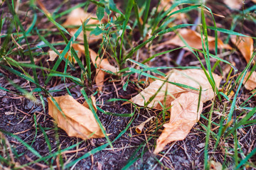 Blurred autumn fallen leaves lying on ground. September season specific.