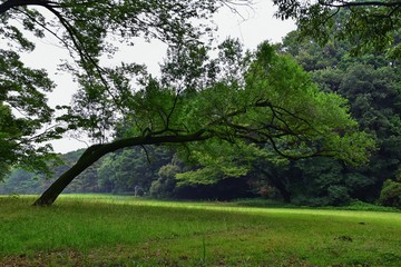 Traditional Japanese gardens in public parks in Tokyo, Japan. Views of stone lanterns, lakes, ponds, bonsai and wildlife walking around paths and trails. Asia.